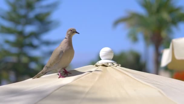 Close Pigeon Slow Motion 60Fps — Stock Video