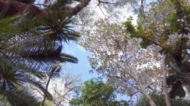 Yavaş çekim 60fps Tropikal ormanda yürümek