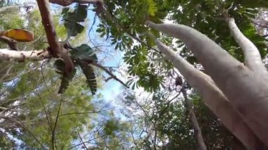 Yavaş çekim 60fps Tropikal ormanda yürümek