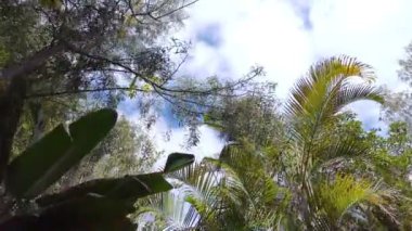 Yavaş çekim 60fps Tropikal ormanda yürümek