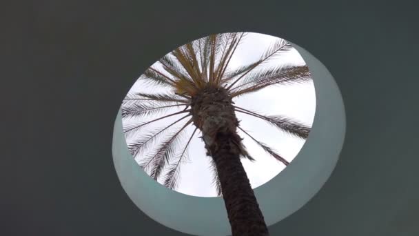 Palmera Crece Jungla Ciudad Cámara Lenta 250Fps — Vídeos de Stock