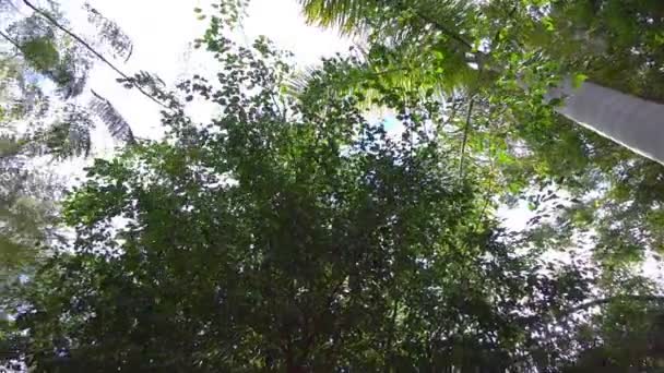 Wandern Tropischen Urwald Zeitlupe 60Fps — Stockvideo