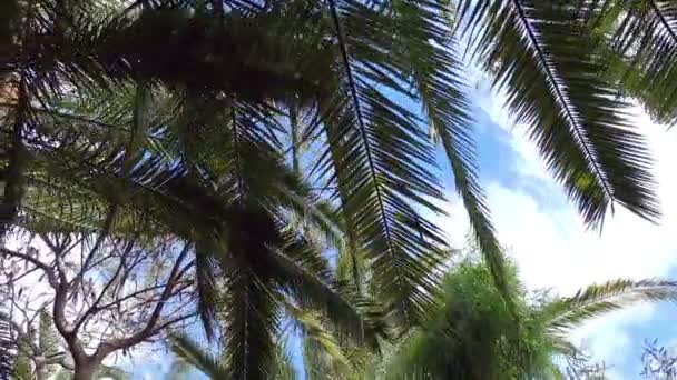 Séta Trópusi Dzsungelben Lassított Felvételen 60Fps — Stock videók