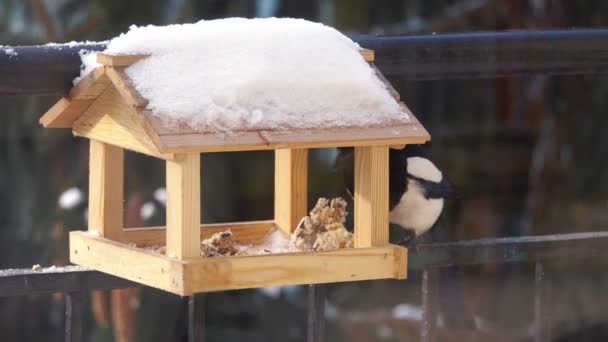 Magpie Levando Comida Alimentador Câmera Lenta 60Fps — Vídeo de Stock