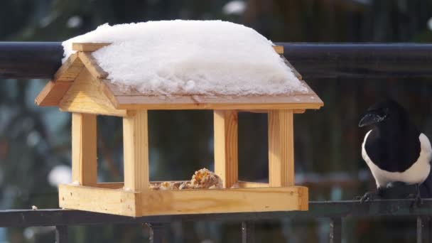 Magpie Levando Comida Alimentador Câmera Lenta 60Fps — Vídeo de Stock