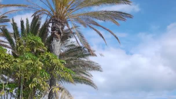 Óceánra Néző Fuerteventura Spanyolországban Lassított Felvétel 60Fps — Stock videók