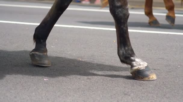 Horse Walking Hawaiian Parade Slow Motion 180Fps — Stock video