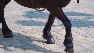Şehirdeki kaldırım taşlarında ağır çekimde yürüyen at 180 fp.