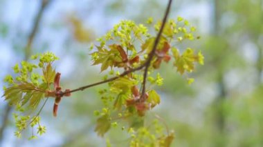 Bahar zamanı ağaçtaki tomurcuklar 4k yavaş çekim 60fps