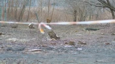 4k yavaş çekim 60fps ormanların tahrip