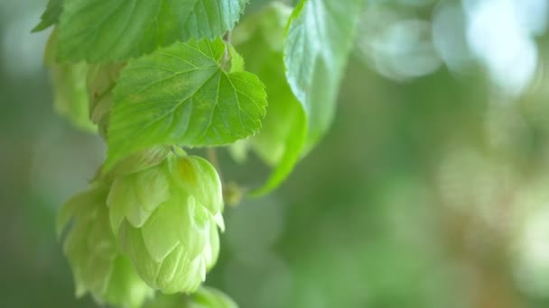 Hop Cones Twigs Plantation Slow Motion 60Fps — Stock Video