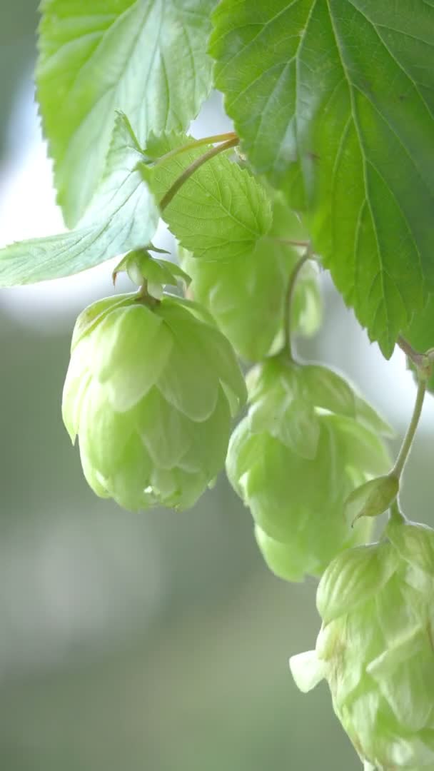 Ramitas Conos Lúpulo Plantación Video Vertical Cámara Lenta 60Fps — Vídeos de Stock