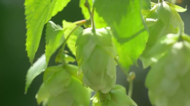 Ramitas Conos Lúpulo Plantación Cámara Lenta 60Fps — Vídeo de stock