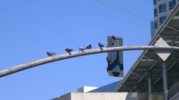 Vögel Sitzen Auf Der Straßenlaterne Zeitlupe 60Fps — Stockvideo