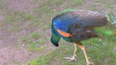 Tavuskuşu çimlerin üzerinde 4k yavaş çekimde 60fps