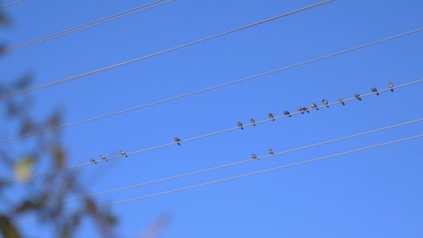 Πουλιά Κάθονται Στο Σύρμα Αργή Κίνηση 60Fps — Αρχείο Βίντεο