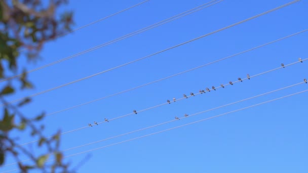 Pájaros Sentados Cable Cámara Lenta 60Fps — Vídeo de stock