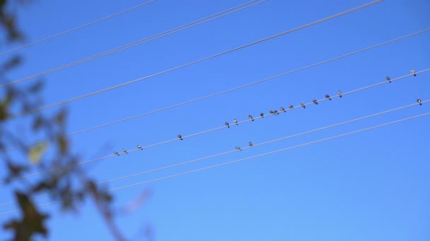 Pájaros Sentados Cable Cámara Lenta 60Fps — Vídeo de stock