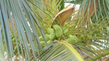 Palmiye ağacında Hindistan cevizleri yetişiyor. 4k yavaş çekim 60fps.