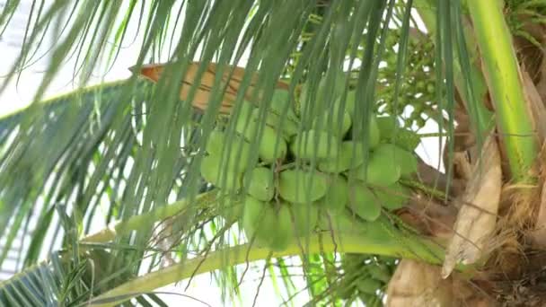 Kokosnötter Växer Palmen Slow Motion 60Fps — Stockvideo