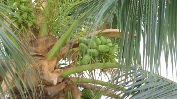 Kokosy Rosnące Palmie Zwolnionym Tempie 60Fps — Wideo stockowe
