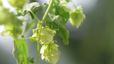 4K yavaş çekim 60fps çiftlikte bir dal zıpla