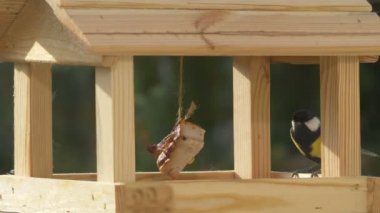 Tit bird eating food in a birdfeeder in 4k slow motion 60fps