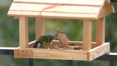 Tit bird eating food in a birdfeeder in 4k slow motion 60fps