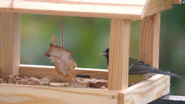 Tit Bird Eating Food Birdfeeder Slow Motion 60Fps — Vídeo de Stock