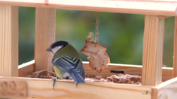 Meisen Fressen Futter Einem Vogelfutterhäuschen Zeitlupe 60Fps — Stockvideo