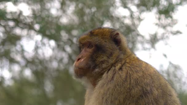 Macaco Estado Selvagem Topo Gibraltar Câmera Lenta 60Fps — Vídeo de Stock