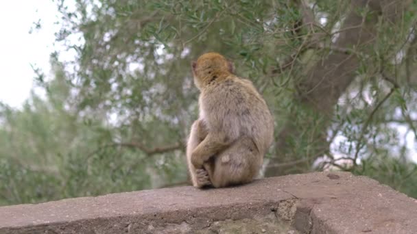 Macaco Estado Selvagem Topo Gibraltar Câmera Lenta 60Fps — Vídeo de Stock