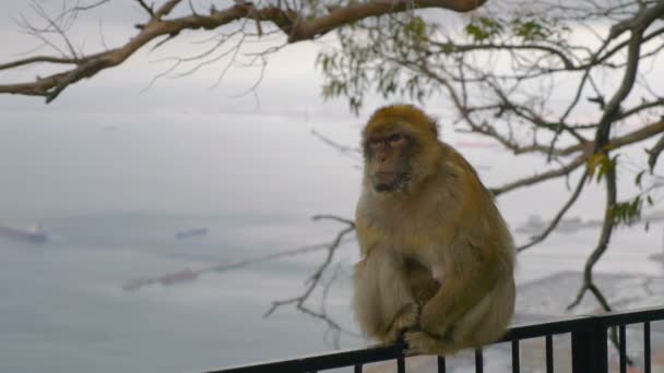 Macaco Estado Selvagem Topo Gibraltar Câmera Lenta 60Fps — Vídeo de Stock