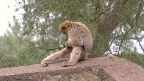 Macaco Estado Selvagem Topo Gibraltar Câmera Lenta 60Fps — Vídeo de Stock