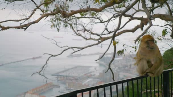 Mono Naturaleza Cima Gibraltar Cámara Lenta 60Fps — Vídeo de stock