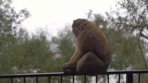 Macaco Estado Selvagem Topo Gibraltar Câmera Lenta 60Fps — Vídeo de Stock