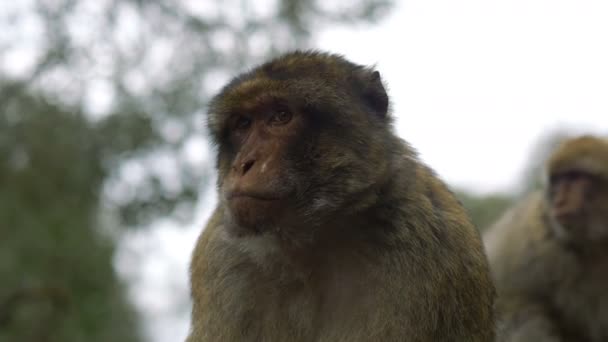 Scimmia Natura Sulla Cima Gibilterra Slow Motion 60Fps — Video Stock