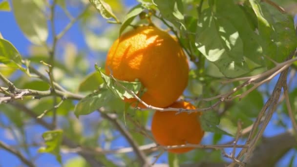 Naranjas Frescas Creciendo Jardín Tropical Cámara Lenta 60Fps — Vídeos de Stock