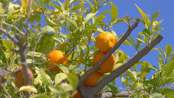 Naranjas Frescas Creciendo Jardín Tropical Cámara Lenta 60Fps — Vídeos de Stock