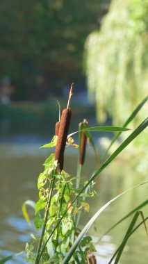 Cattail fabrikası dikey olarak 4k yavaş çekimde 60fps