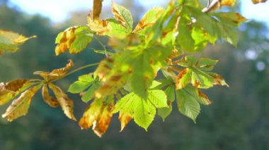 Kestane ağacı 4k yavaş çekimde ayrılıyor 60fps