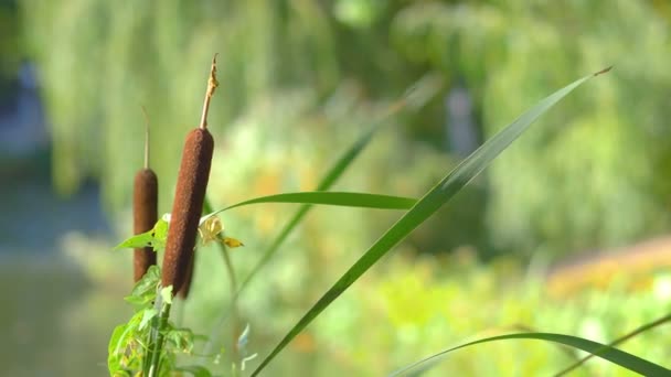 Cattail Anläggning Slow Motion 60Fps — Stockvideo