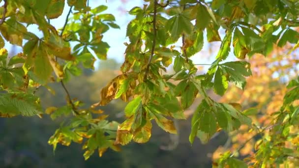Chestnut Tree Leaves Slow Motion 60Fps — Stock Video