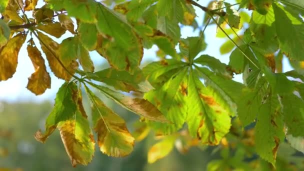 Chestnut Tree Leaves Slow Motion 60Fps — Stock Video