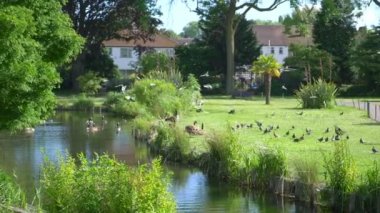 Parktaki gölde yavaş çekimde yüzen kuşlar 180 fp.