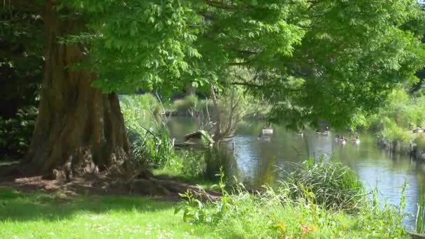 Burung Berenang Kolam Taman Dalam Gerakan Lambat 180Fps — Stok Video