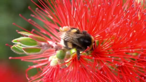 Bumblebee Memetik Nektar Dari Bunga Dalam Gerakan Lambat 60Fps — Stok Video
