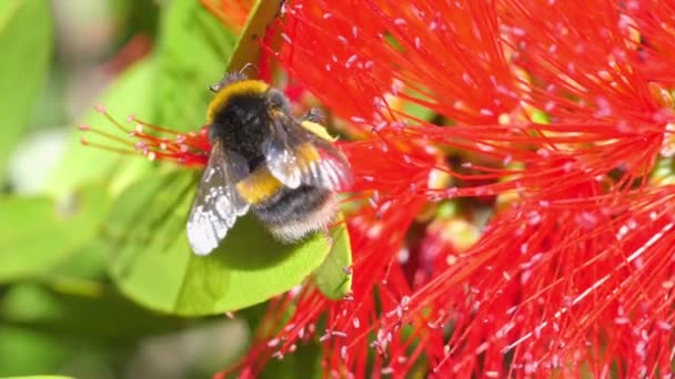 Bumblebee Recogiendo Néctar Las Flores Cámara Lenta 180Fps — Vídeos de Stock