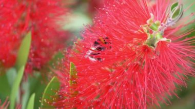 Bumblebee çiçeklerden yavaş çekimde nektar topluyor 180 fp