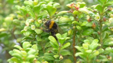Bumblebee çiçeklerden yavaş çekimde nektar topluyor 180 fp
